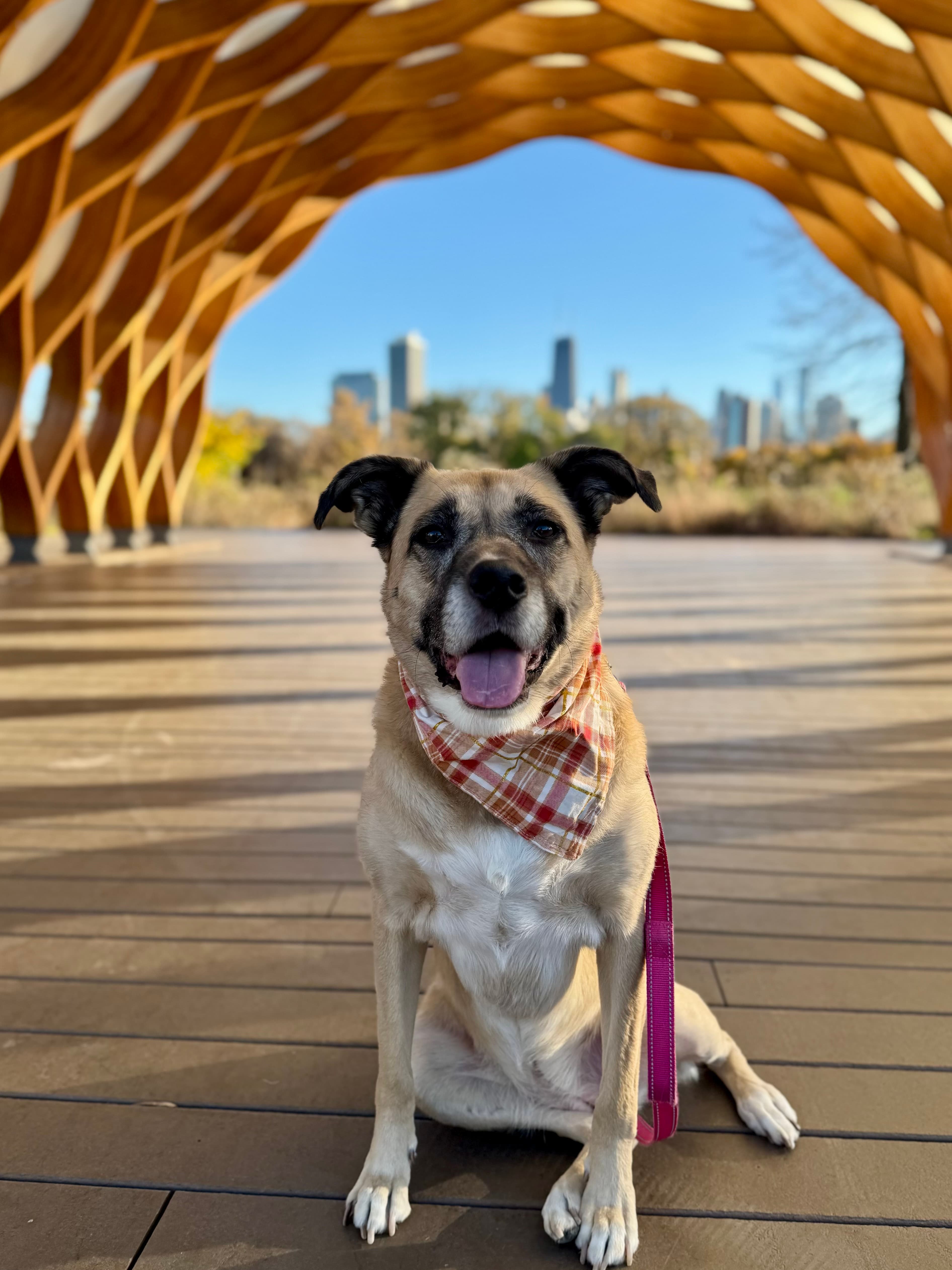Rosie, Chief Paw Officer
